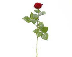 Grafiek Kinderpaleis duisternis Rode rozen per stuk | Fleurop-Interflora Belgium